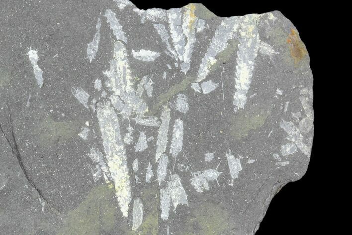 Fossil Graptolite Cluster (Didymograptus) - Great Britain #103410